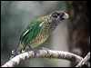 spotted_catbird_114998