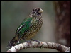 spotted_catbird_115002