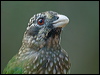 spotted_catbird_115104