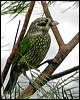 spotted_catbird_16793