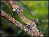 spotted_catbird_188869