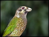 spotted_catbird_188875