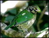 spotted_catbird_18920