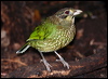 spotted_catbird_34883