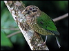 spotted_catbird_35980