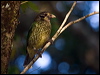 spotted_catbird_90847