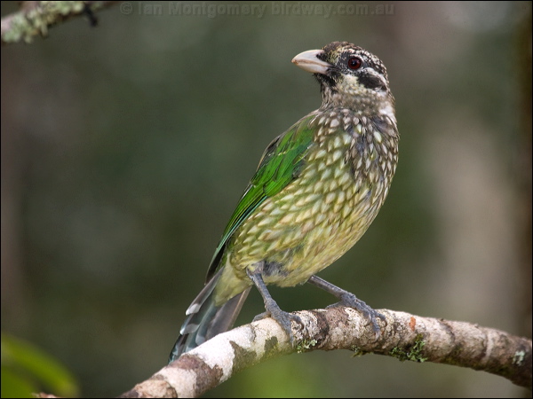 Spotted Catbird spotted_catbird_114927.psd