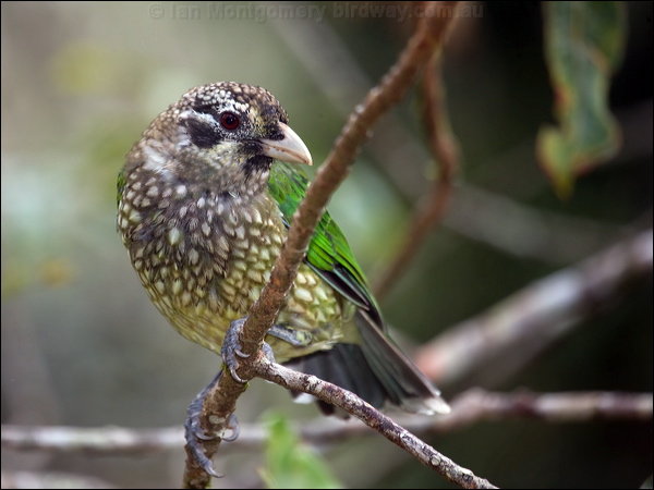 Spotted Catbird spotted_catbird_114937.psd