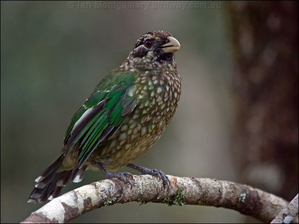 Spotted Catbird spotted_catbird_115002.psd