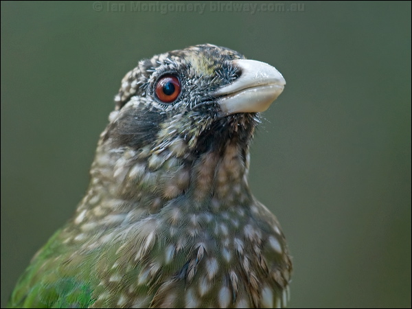 Spotted Catbird spotted_catbird_115104.psd