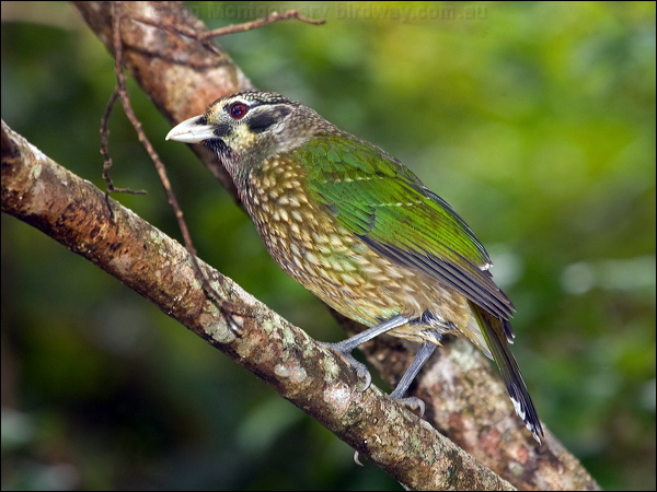 Spotted Catbird spotted_catbird_188869.psd