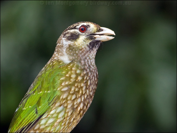 Spotted Catbird spotted_catbird_188875.psd