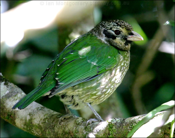 Spotted Catbird spotted_catbird_18920.psd