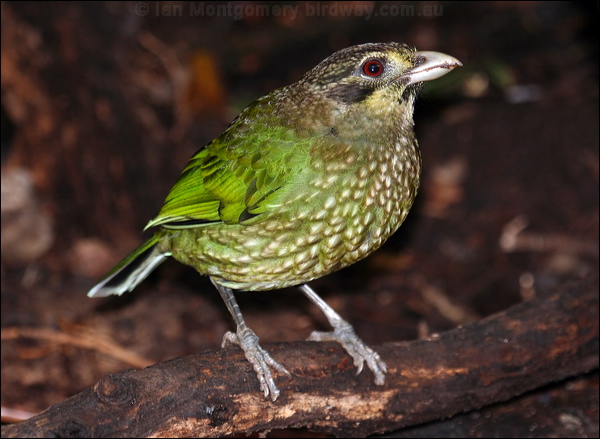 Spotted Catbird spotted_catbird_34883.psd