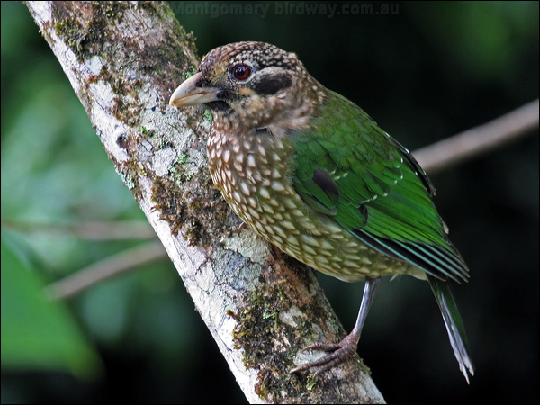 Spotted Catbird spotted_catbird_35980.psd