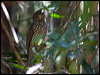 toothbill_bowerbird_155835