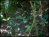 toothbill_bowerbird_155852