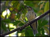toothbill_bowerbird_155899