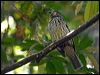 toothbill_bowerbird_155904