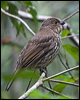 toothbill_bowerbird_208871
