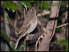 toothbill_bowerbird_208928