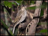 toothbill_bowerbird_208929