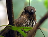 toothbillbowerbird_14283