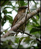 toothbillbowerbird_14309