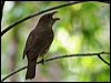 toothbillbowerbird_43303