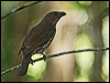 toothbillbowerbird_43308