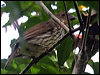 toothbillbowerbird_43311
