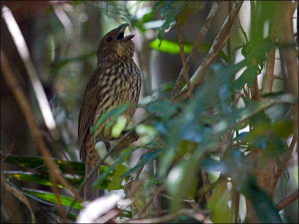 Tooth-billed Bowerbird toothbill_bowerbird_155835.psd