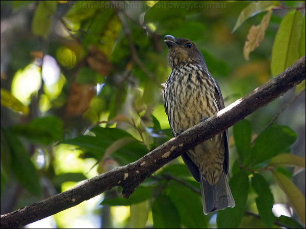 Tooth-billed Bowerbird toothbill_bowerbird_155899.psd