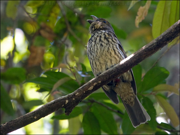 Tooth-billed Bowerbird toothbill_bowerbird_155904.psd