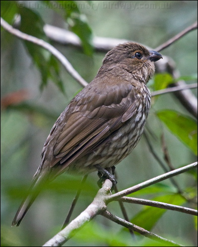 Tooth-billed Bowerbird toothbill_bowerbird_208871.psd
