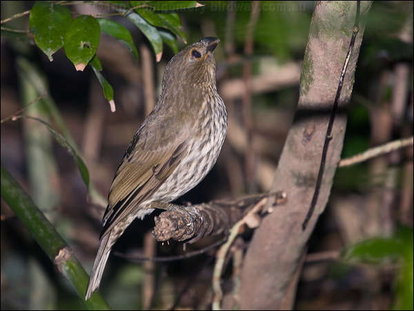 Tooth-billed Bowerbird toothbill_bowerbird_208928.psd