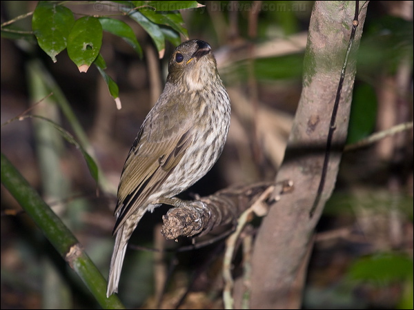 Tooth-billed Bowerbird toothbill_bowerbird_208929.psd