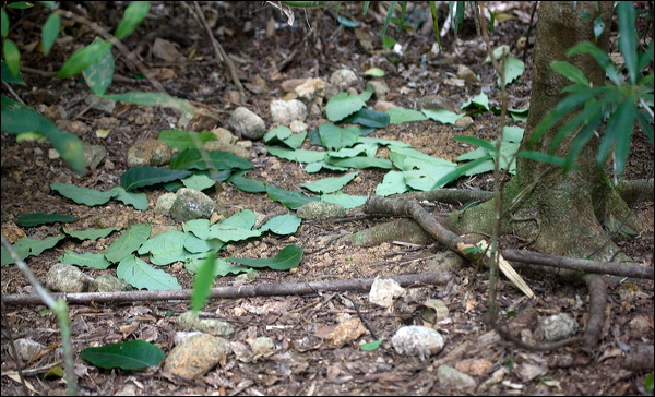 Tooth-billed Bowerbird toothbillbowerbird_154937.psd