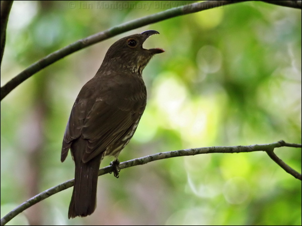 Tooth-billed Bowerbird toothbillbowerbird_43303.psd