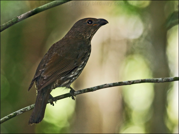 Tooth-billed Bowerbird toothbillbowerbird_43308.psd