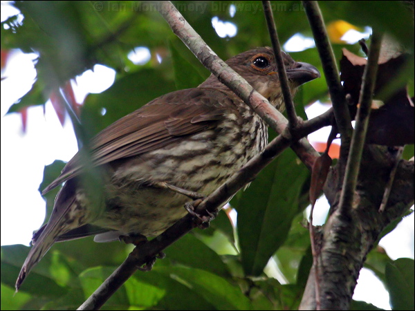Tooth-billed Bowerbird toothbillbowerbird_43311.jpg