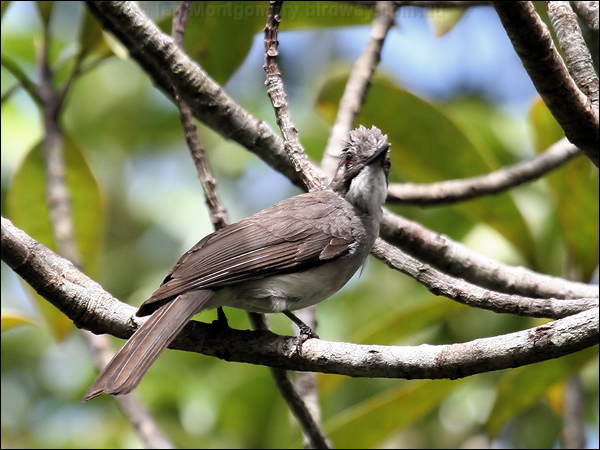 Ashy Bulbul ashy_bulbul_56293.jpg