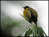 black_crested_bulbul_06371