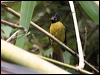 black_crested_bulbul_55667