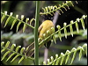 black_crested_bulbul_55669