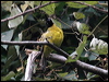 black_crested_bulbul_55680