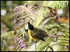 black_crested_bulbul_56223