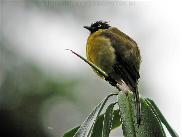 Black-crested Bulbul black_crested_bulbul_06371.jpg