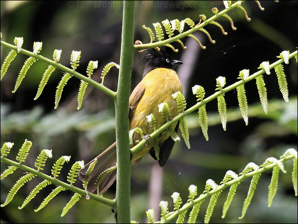 Black-crested Bulbul black_crested_bulbul_55669.jpg