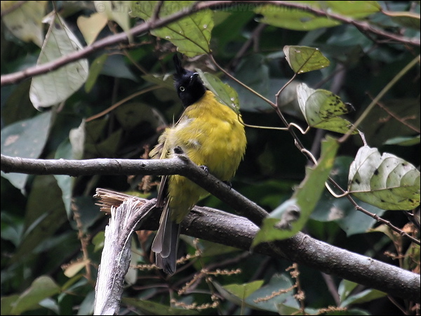 Black-crested Bulbul black_crested_bulbul_55680.jpg